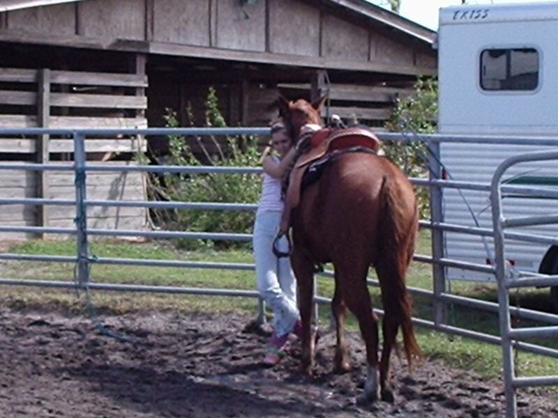 Horses at Destiny Bound Stables