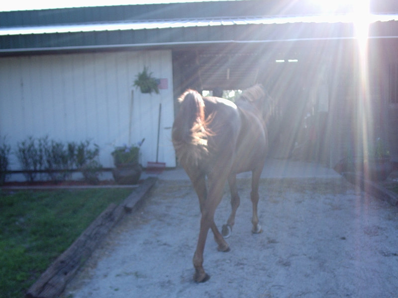 Horses at the ranch