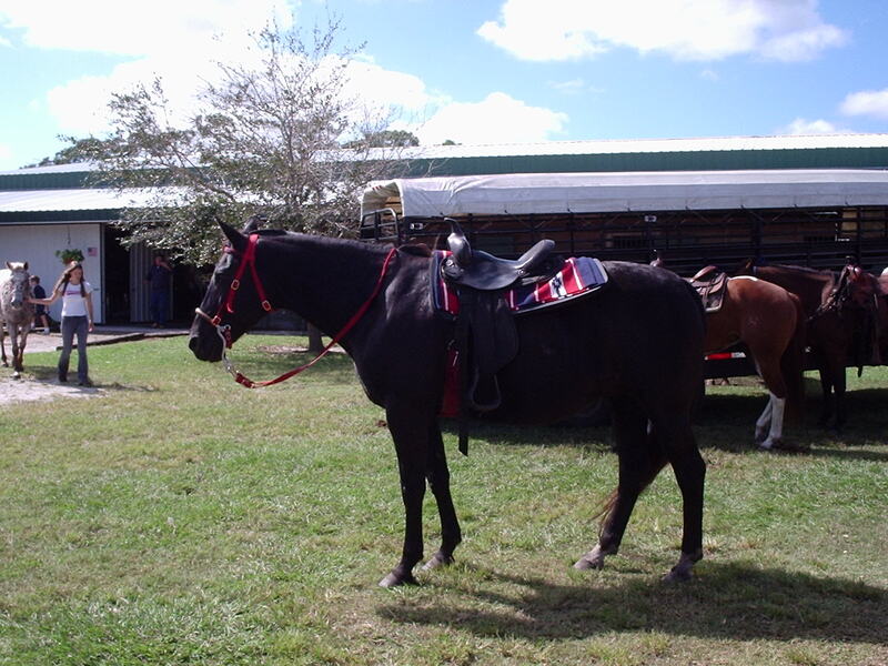 Show day